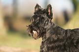 SCOTTISH TERRIER 200
